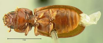 Media type: image;   Entomology 110 Aspect: habitus ventral view